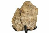 Dinosaur (Triceratops) Frill Shield Section - South Dakota #339081-1
